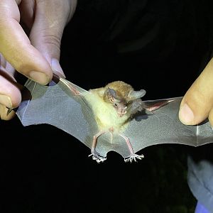 Schmidt's Big-eared Bat (Micronycteris schmidtorum)