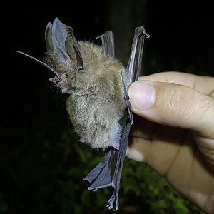 Common Sword-nosed Bat (Lonchorhina aurita)