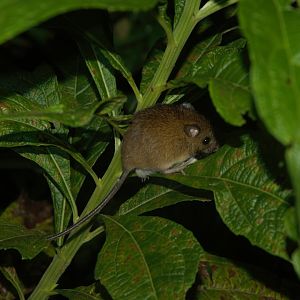 Costa Rican Pygmy Rice Rat (Oligoryzomys costaricensis)