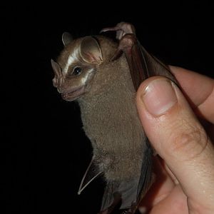 Greater Stripe-faced Bat (Vampyrodes major)
