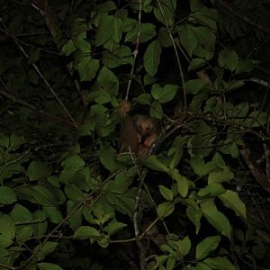 Central American Silky Anteater (Cyclopes dorsalis)