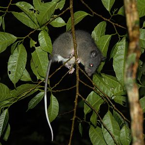 Watson’s Climbing Rat (Tylomys watsoni)