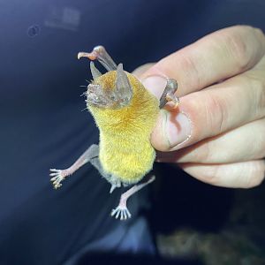 Lesser Mustached Bat (Pteronotus personatus)