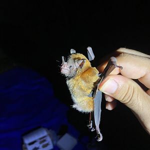 Seba’s Short-tailed Bat (Carollia perspicillata)