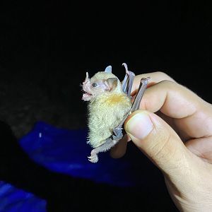 Northern Yellow-shouldered Bat (Sturnira parvidens)