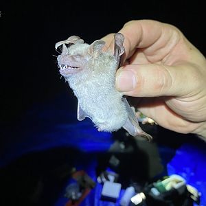 Honduran Fruit-eating Bat (Artibeus inopinatus)