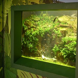 Asian Freshwater Tank