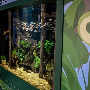 New Northern Australian tank