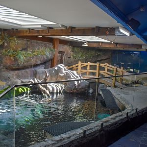 Little Penguin enclosure