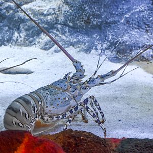 Ornate Spiny Lobster