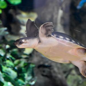 Pig-nosed Turtle
