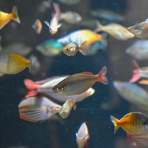 Lots of Rainbowfish