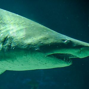Grey Nurse Shark