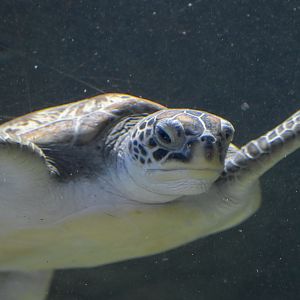 Green Sea Turtle