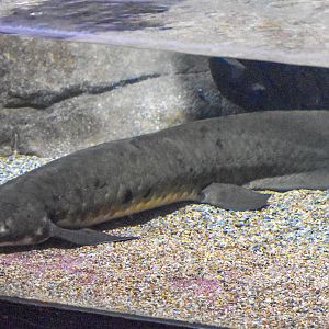 Queensland Lungfish