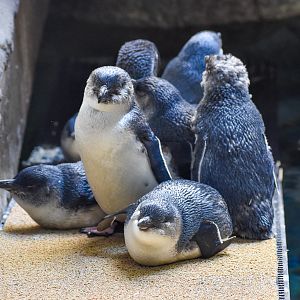 Australian Little Penguins
