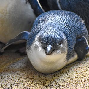 Australian Little Penguin