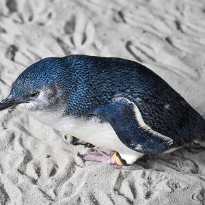 Australian Little Penguin