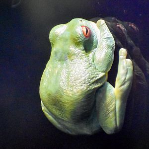 Red-eyed Tree-Frog