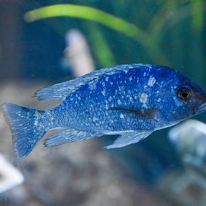Star Sapphire Cichlid