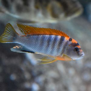 Hongi Red Top Cichlid