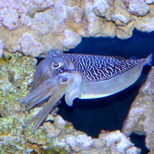 Mourning Cuttlefish, Sepia plangon