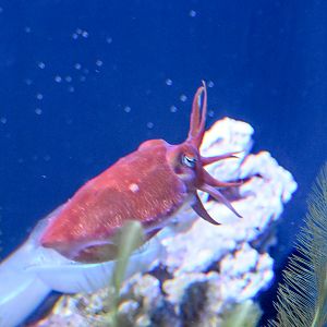 Reaper Cuttlefish,  Sepia mestus