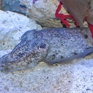 Australian Giant Cuttlefish, Sepia apama