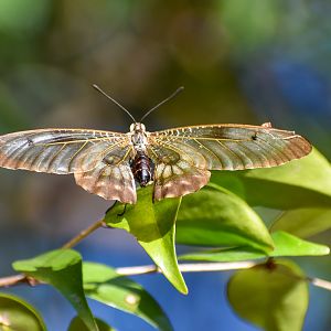 Clearwing Swallowtail