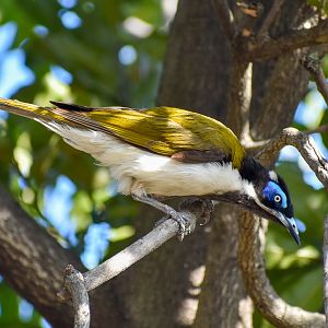Blue-faced Honeyeater