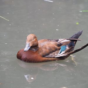 Hybrid duck (?) in cathedral aviary at Pairi Daiza, 2023-10-13