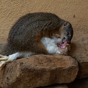 Northern narrow-striped mongoose (Mungotictis decemlineata decemlineata)