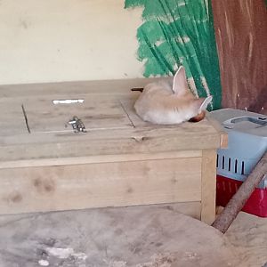 Sleepy fennec fox