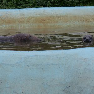 Grey and common seal