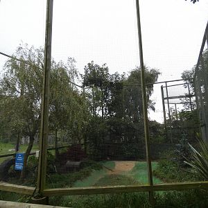 Racoon dog enclosure