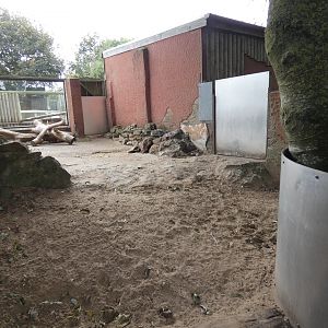 Indian crested porcupine enclosure
