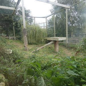Eurasian lynx enclosure