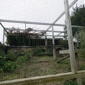 Eurasian lynx enclosure