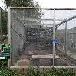 Ring-tailed coati enclosure