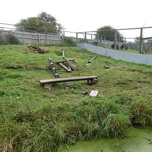 Asian short-clawed otter enclosure