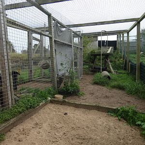Serval enclosure