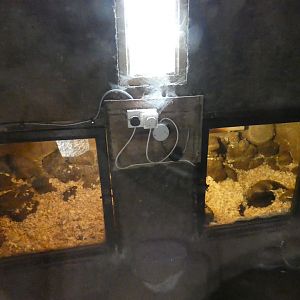 Asian short-clawed otter indoors