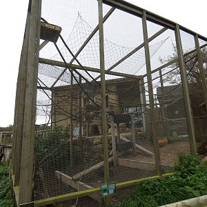 Squirrel monkey and agouti enclosure