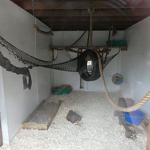 Ring-tailed lemur indoor enclosure