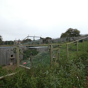 Ring-tailed lemur outdoor enclosure