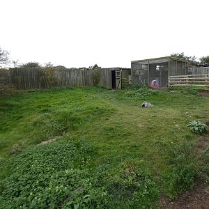 Greater rhea enclosure