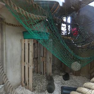 Squirrel monkey indoor enclosure