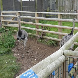 Greater rhea