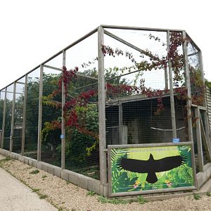 Tawny eagle aviary