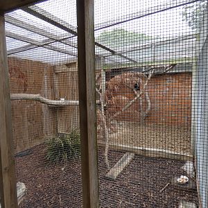 Asian palm civet enclosure